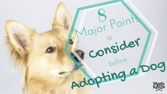 Considerations Before Adopting Your New Dog