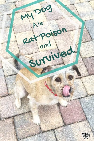 My dog ate rat poison